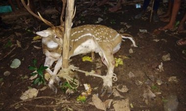कुत्ते कर रहे थे  हिरण पर हमला, ग्रामीणों ने जान बचाकर उसे वन विभाग को सौंपा