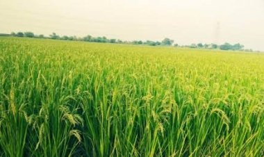 खरीफ फसलों का बीमा 31 जुलाई तक