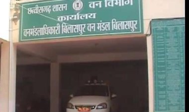 डिप्टी रेंजर सस्पेंड, सोठी में सागौन पेड़ों की अवैध कटाई का मामला, डीएफओ ने दो बिटगार्ड को भी किया निलंबित
