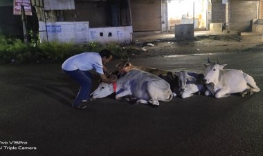 *सड़क दुर्घटनाओं को रोकने के लिए गायों  को बांधे जा रहे रेडियम बेल्ट*