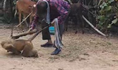 हैवानियत: शराबी युवक ने बंदर को बेरहमी से पीटा घायल अवस्था में ईलाज के लिए कानन मिनी जू भेजा गया, वन्य जीव संरक्षण अधिनियम के तहत हो सकती है कार्रवाई