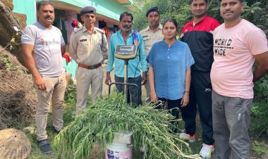 घर की बाड़ी मे कर रहा था  गांजे की खेती, पुलिस ने किया पर्दाफास