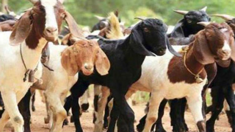 कोठा की दीवार में सेंध मारकर 10 बकरा-बकरी चोरी, किसान परिवार में हड़कंप